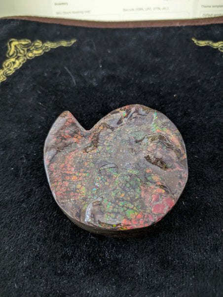 Ammonite Fossil from Alberta Canada Pn E170-L03