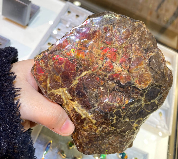 Ammonite Art Piece 110X130mm Right View PN E1125-4