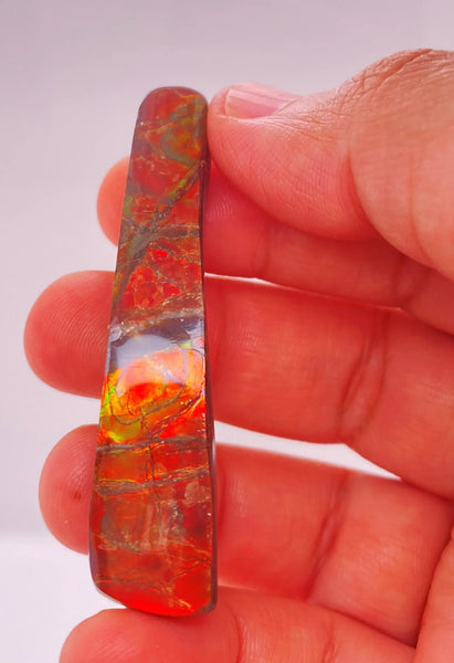 Ammonite Art Piece 13x57mm PN E170-32