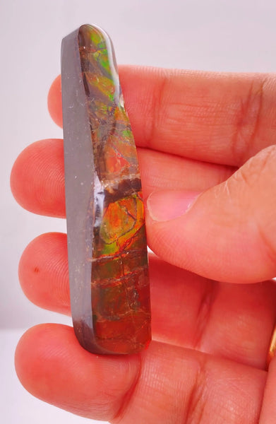 Ammonite Art Piece 13x57mm Left View PN E170-32