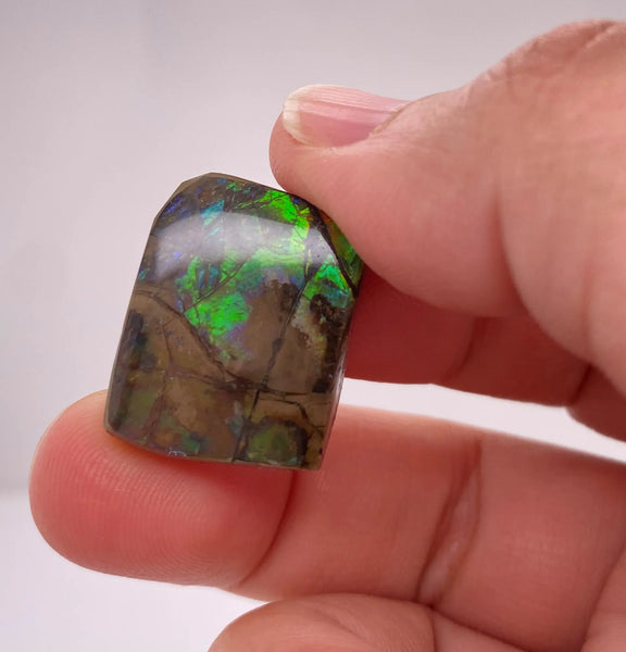 Ammonite Art Piece 17x21mm PN E170-46