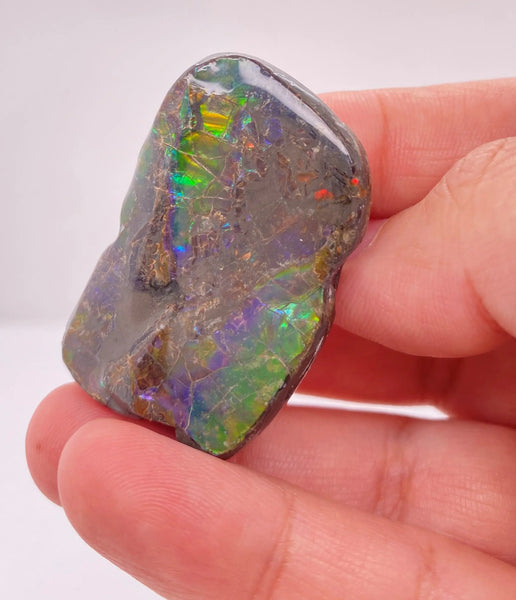 Ammonite Art Piece 20x5mm PN E150W