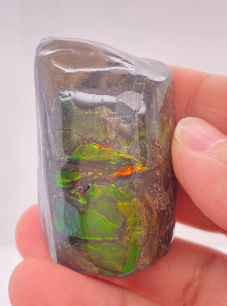 Ammonite Art Piece 29x46mm Lower View PN E170-43