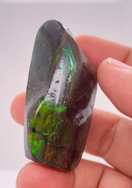 Ammonite Art Piece 29x46mm Left View PN E170-43