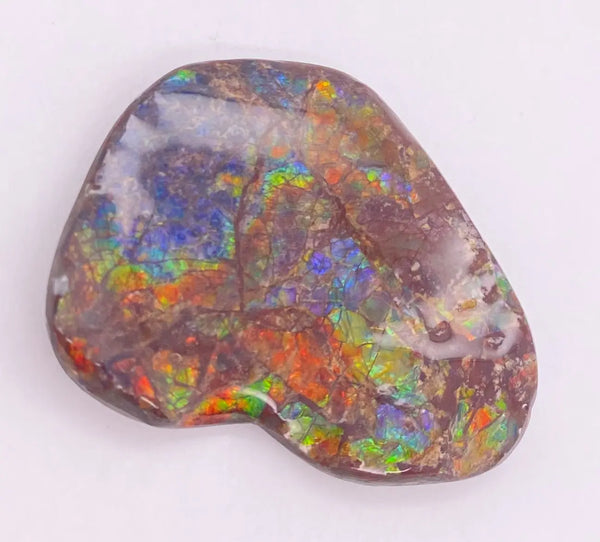 Ammonite Art Piece 30x35mm PN E1384