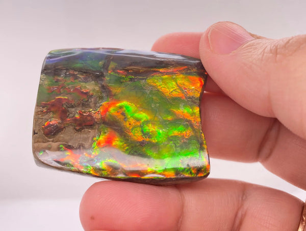 Ammonite Art Piece 35x42mm PN E170-54