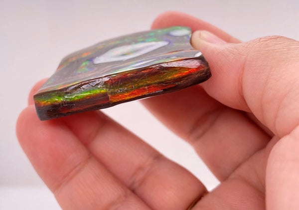 Ammonite Art Piece 35x42mm Lower View PN E170-54