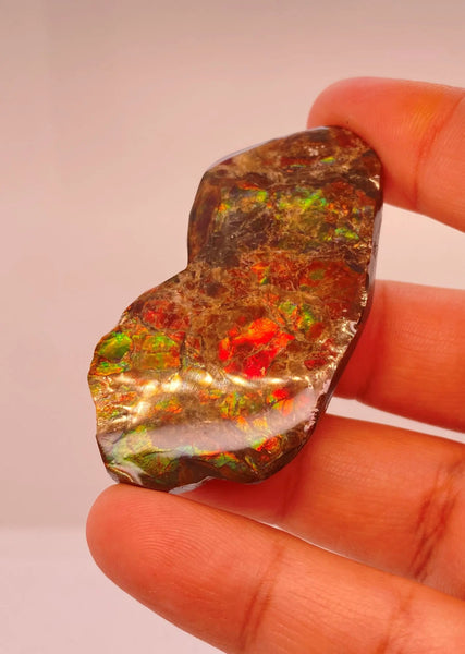 Ammonite Art Piece 37x13mm Right View PN E170-67