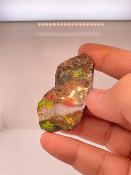 Ammonite Art Piece 37x13mm PN E170-67