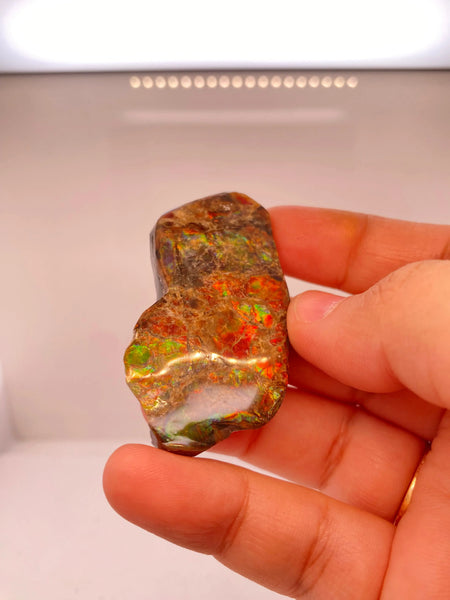 Ammonite Art Piece 37x13mm Left View PN E170-67