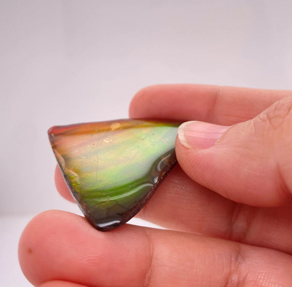 Ammonite Art Piece 37x37mm Left View PN E170-49