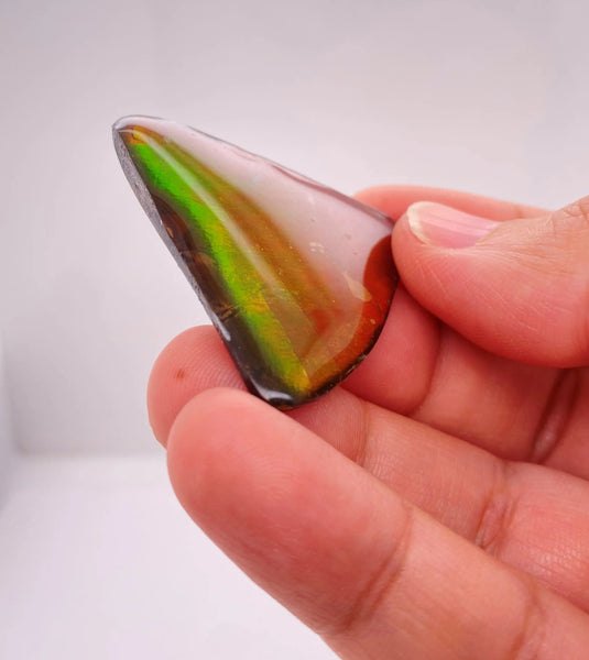 Ammonite Art Piece 37x37mm PN E170-49