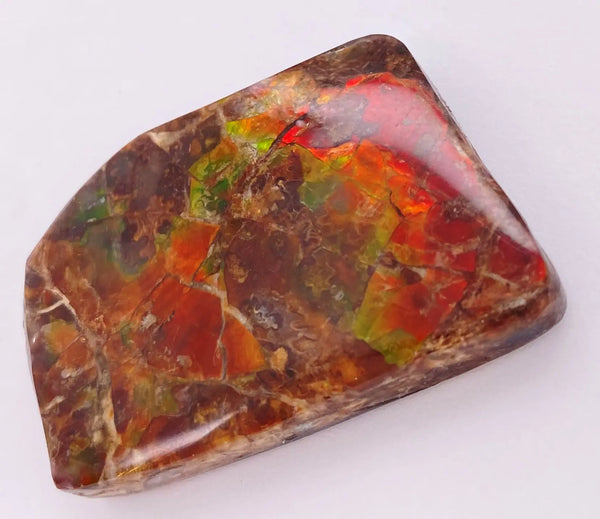 Ammonite Art Piece 38x25mm Right View PN E170-75