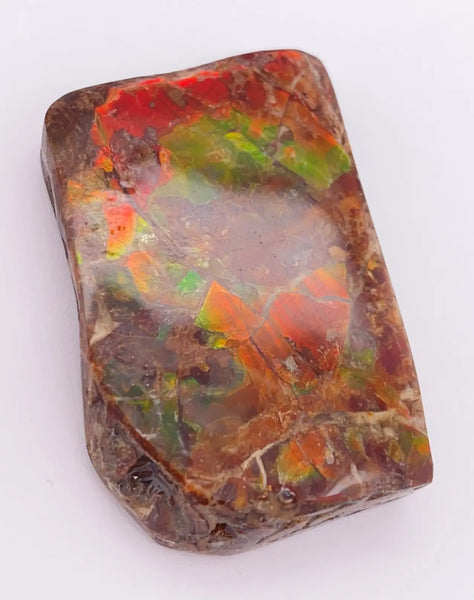 Ammonite Art Piece 38x25mm Top View PN E170-75