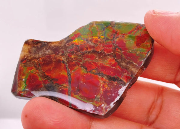 Ammonite Art Piece 38x52mm Right View PN E170-33