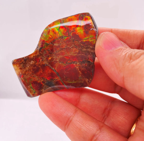 Ammonite Art Piece 38x52mm Left View PN E170-33