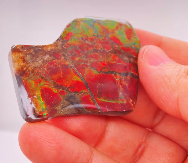 Ammonite Art Piece 38x52mm PN E170-33