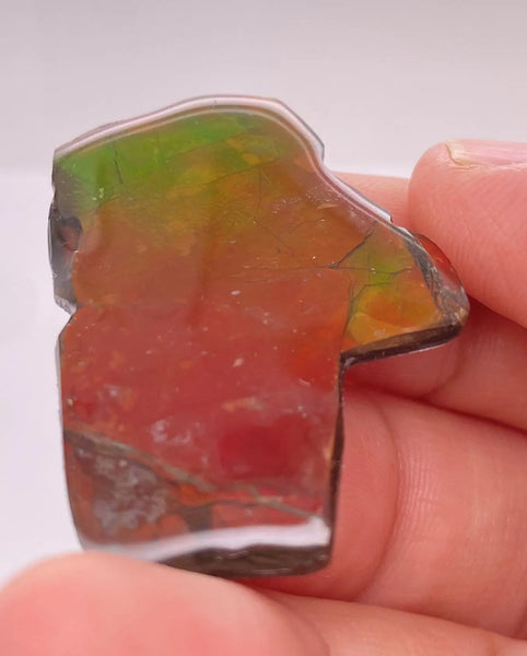 Ammonite Art Piece 39x25mm Lower View PN E170-73