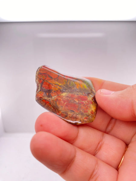 Ammonite Art Piece 39x37mm PN E170-70