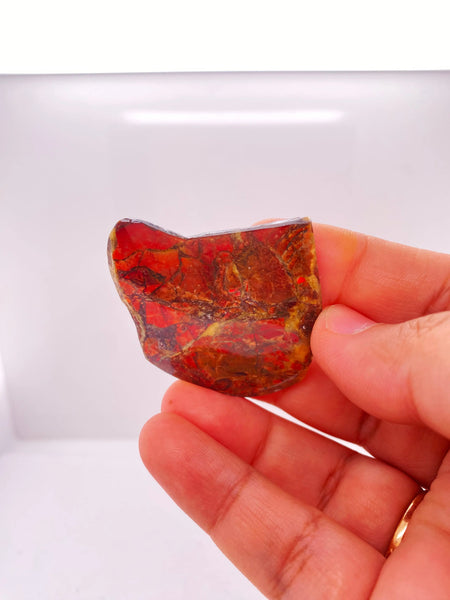 Ammonite Art Piece 39x37mm Left View PN E170-70