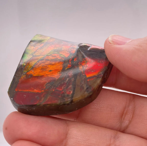 Ammonite Art Piece 41x48mm Right View PN E170-41