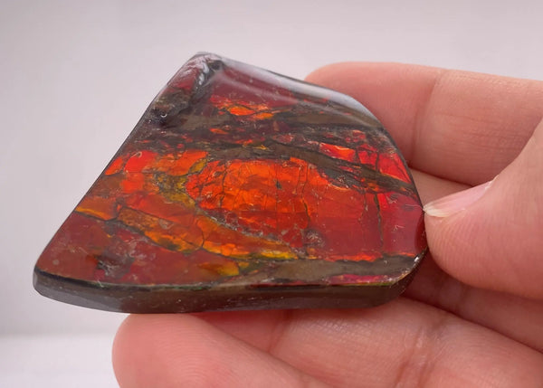 Ammonite Art Piece 41x48mm PN E170-41