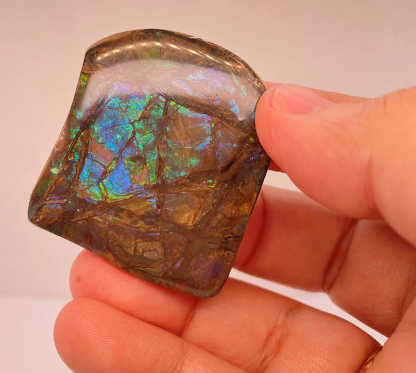 Ammonite Art Piece 42x37mm Right View PN E170-27