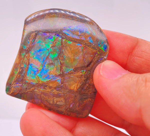 Ammonite Art Piece 42x37mm Left View PN E170-27