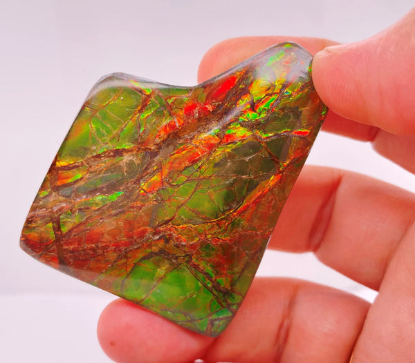 Ammonite Art Piece 42x54mm PN E170-31