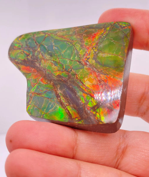 Ammonite Art Piece 42x54mm Left View PN E170-31