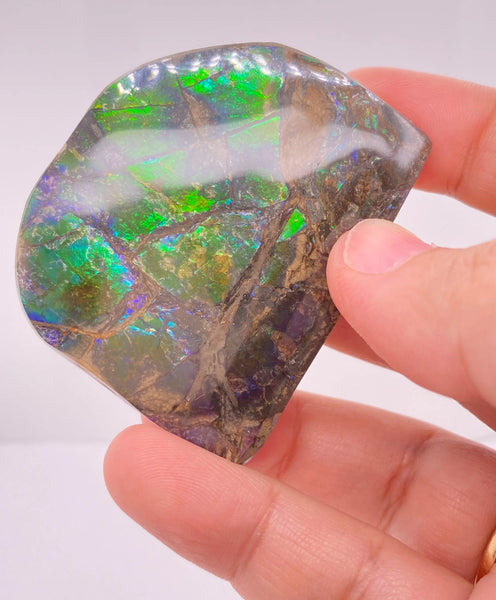 Ammonite Art Piece 44x52mm Left View PN E170-34