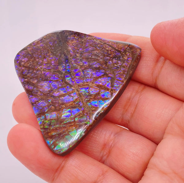 Ammonite Art Piece 45x51mm PN E170-36