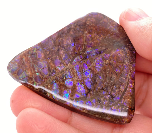 Ammonite Art Piece 45x51mm Front View PN E170-36