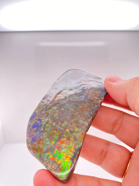 Ammonite Art Piece 45x80mm Left View PN E134PR