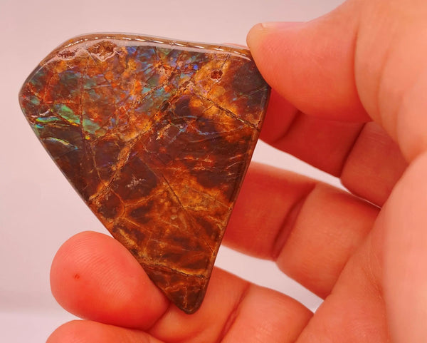 Ammonite Art Piece 46x44mm Right View PN E137J