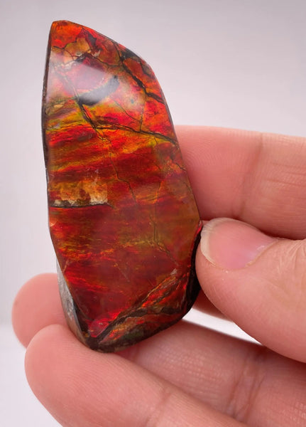 Ammonite Art Piece 50x25mm PN E170-45