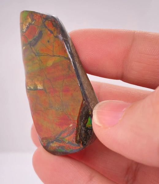 Ammonite Art Piece 50x25mm Right View PN E170-45