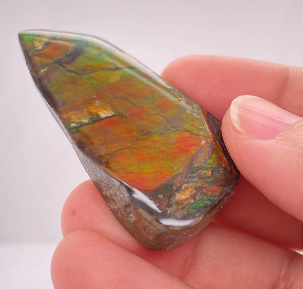 Ammonite Art Piece 50x25mm Left View PN E170-45