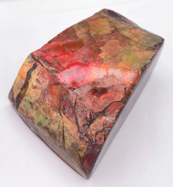 Ammonite Art Piece 50x66mm Right View PN E170-40