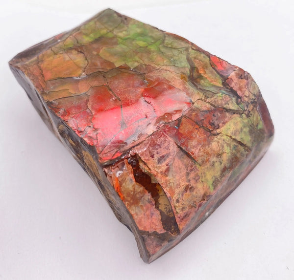 Ammonite Art Piece 50x66mm Left View PN E170-40