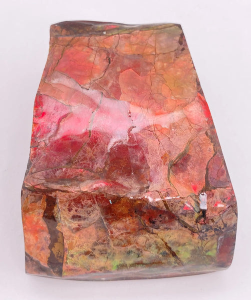 Ammonite Art Piece 50x66mm PN E170-40