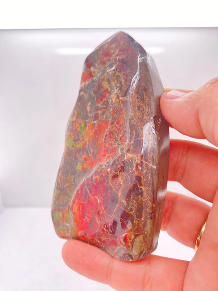 Ammonite Art Piece 50x98mm Right View PN E170-65