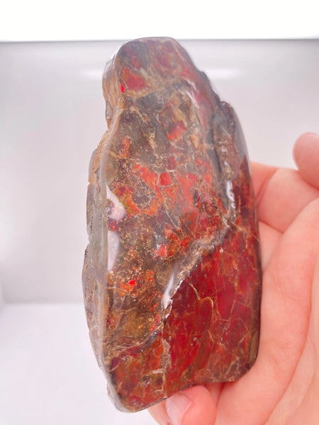 Ammonite Art Piece 50x98mm Left View PN E170-65