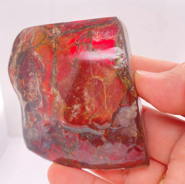 Ammonite Art Piece 56x63mm PN E170-44