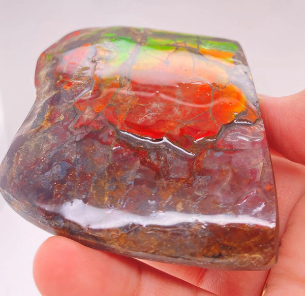 Ammonite Art Piece 56x63mm Left View PN E170-44