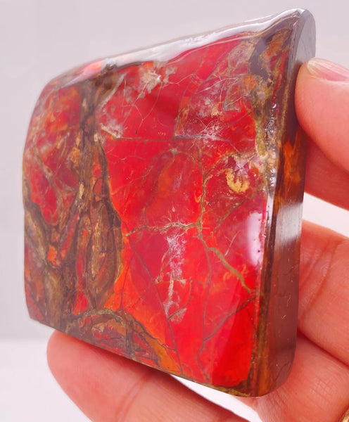 Ammonite Art Piece 57x65mm Left View PN E170-39