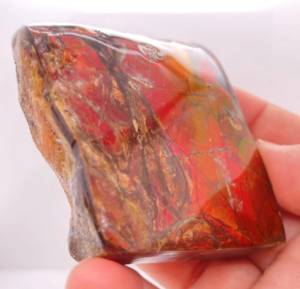 Ammonite Art Piece 57x65mm PN E170-39