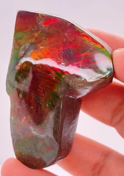 Ammonite Art Piece 58x39mm PN E170-59