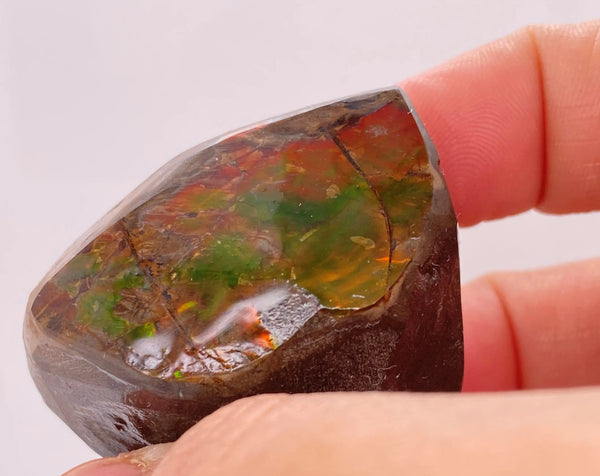 Ammonite Art Piece 58x39mm Imperial Side PN E170-59