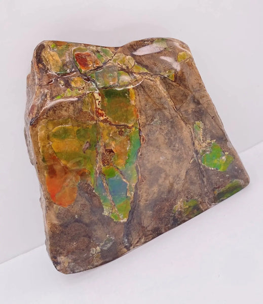 Ammonite Art Piece 63x67mm Right View PN E137F